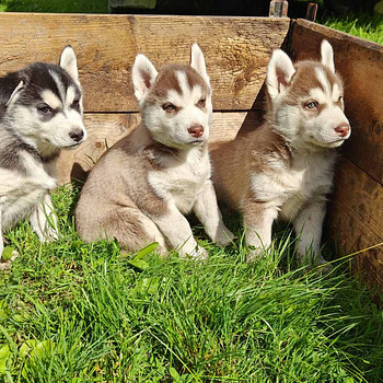 Husky