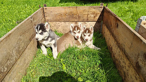 Husky (1 foto / 10)