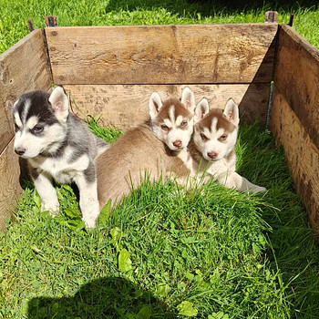 Husky
