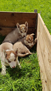 Husky (6 foto / 10)