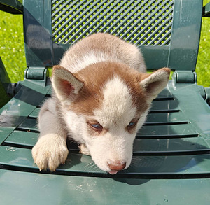 Husky (7 foto / 10)