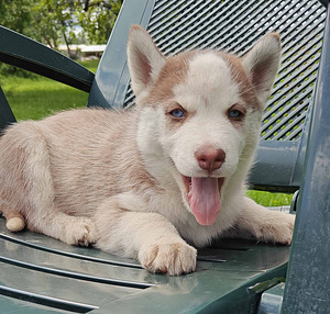 Husky (2 foto / 10)