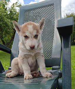 Husky (8 foto / 10)
