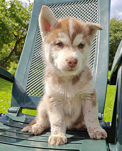 Husky (9 foto / 10)