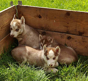 Husky (10 foto / 10)