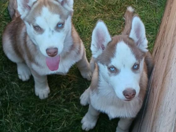 Husky