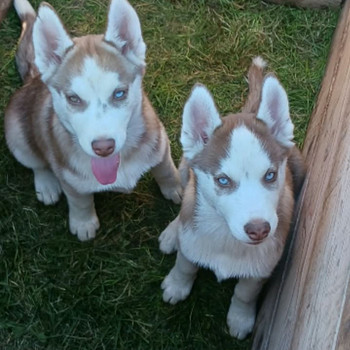 Husky