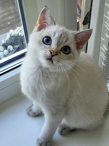 Британский короткошёрстый котёнок (6 фото из 7)