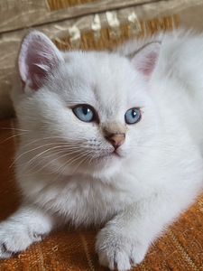 Британский короткошёрстый котёнок (5 фото из 7)