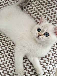 Британский короткошёрстый котёнок (1 фото из 7)