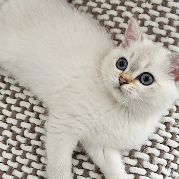 Британский короткошёрстый котёнок