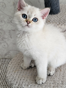 Британский короткошёрстый котёнок (2 фото из 7)