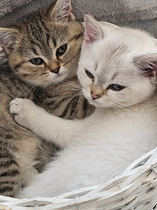 Британский короткошёрстый котёнок (7 фото из 7)
