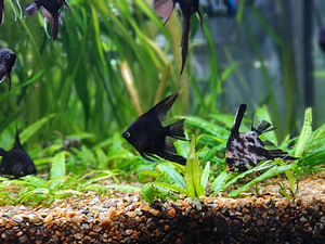 Täiskasvanud skalaarid ja maimud – koi, mustad, marmor (3 foto / 5)