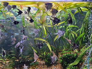 Täiskasvanud skalaarid ja maimud – koi, mustad, marmor (5 foto / 5)