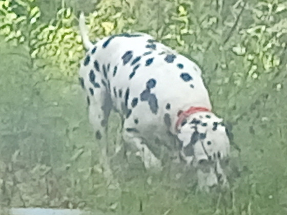 Dalmatialainen