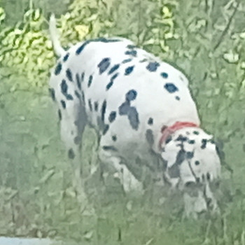 Dalmatialainen