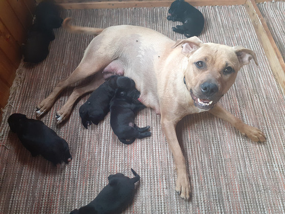 Pitbull/Labradorinnoutajan pentuja