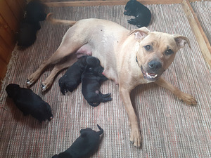 Pitbull/Labradorinnoutajan pentuja (1 valokuva sivusta 4)