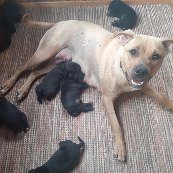 Pitbull/Labradorinnoutajan pentuja