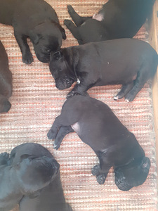 Pitbull/Labradorinnoutajan pentuja (2 valokuva sivusta 4)