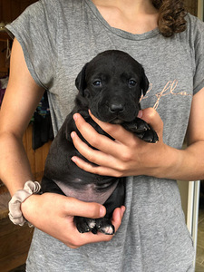 Pitbull/Labradorinnoutajan pentuja (3 valokuva sivusta 4)