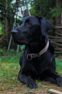 Pitbull/Labradorinnoutajan pentuja (4 valokuva sivusta 4)