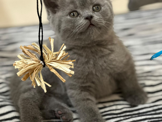 Британские короткошёрстные котята