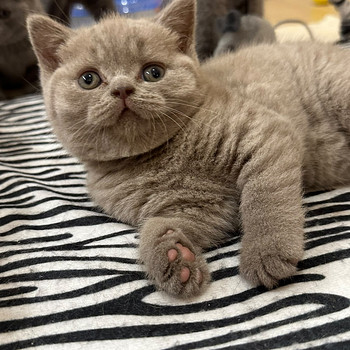 Британские короткошёрстные котята