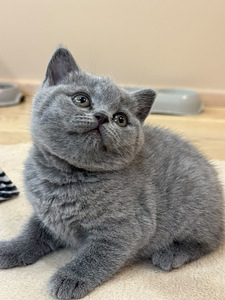 Британские короткошёрстные котята (3 фото из 5)