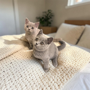 Британские короткошёрстные котята (5 фото из 5)