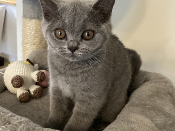 Британские короткошёрстные котята