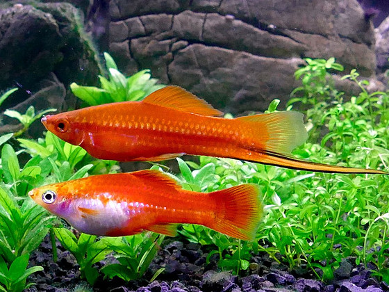 Mõõkkalad