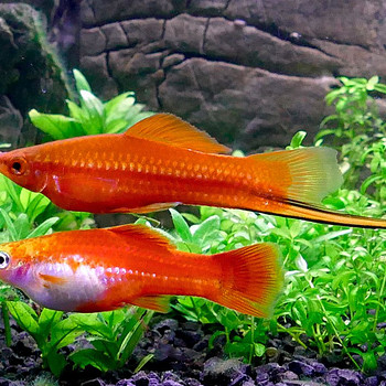 Mõõkkalad