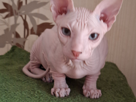 Котята Донского сфинкса
