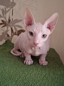 Котята Донского сфинкса (2 фото из 3)