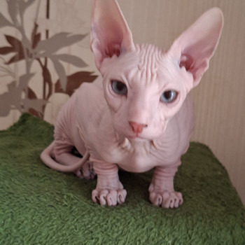 Котята Донского сфинкса
