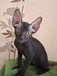Котята Донского сфинкса (3 фото из 3)