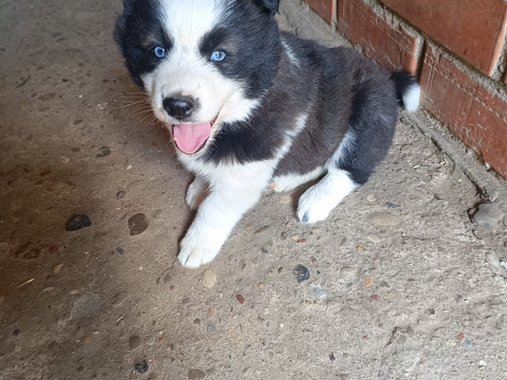 Pardod kucenu meitenite.