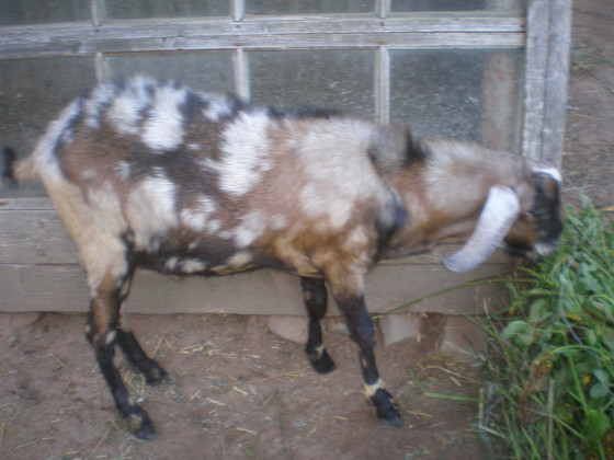 Anglonuubia sokk, 1,5 aastane