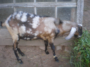Anglonuubia sokk, 1,5 aastane (1 foto / 2)