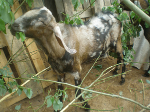 Anglonuubia sokk, 1,5 aastane (2 foto / 2)