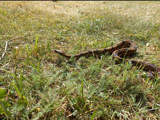 Boa