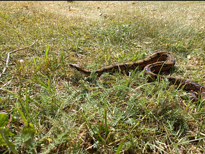 Boa (1 foto / 1)