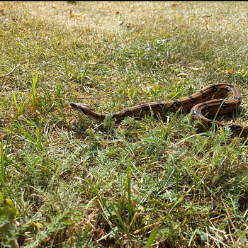 Boa