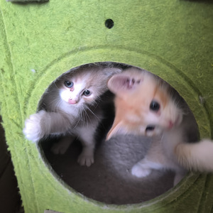 Котята (1 фото из 5)