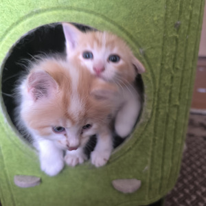Котята (2 фото из 5)