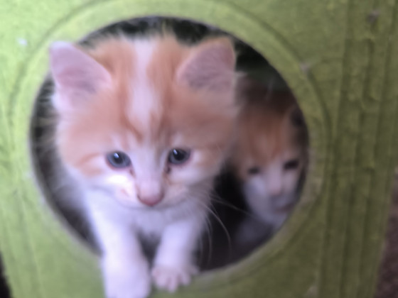 Котята
