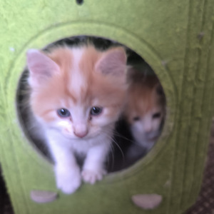 Котята (4 фото из 5)