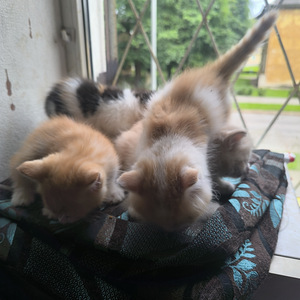 Котята (5 фото из 5)